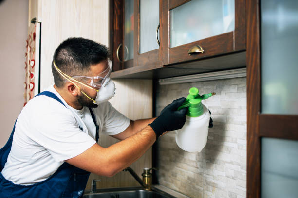 Flea Control Services in Red Lick, TX