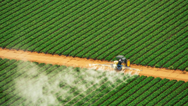 Best Termite Control Services  in Red Lick, TX