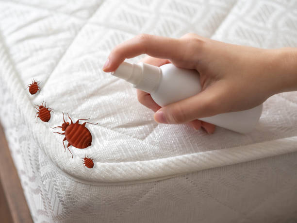 Best Ant Control Services  in Red Lick, TX